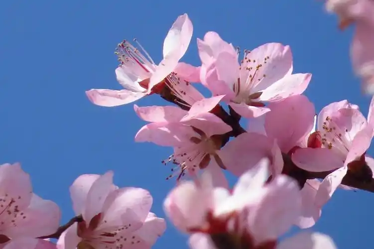 春天的美丽……-中关村在线摄影论坛