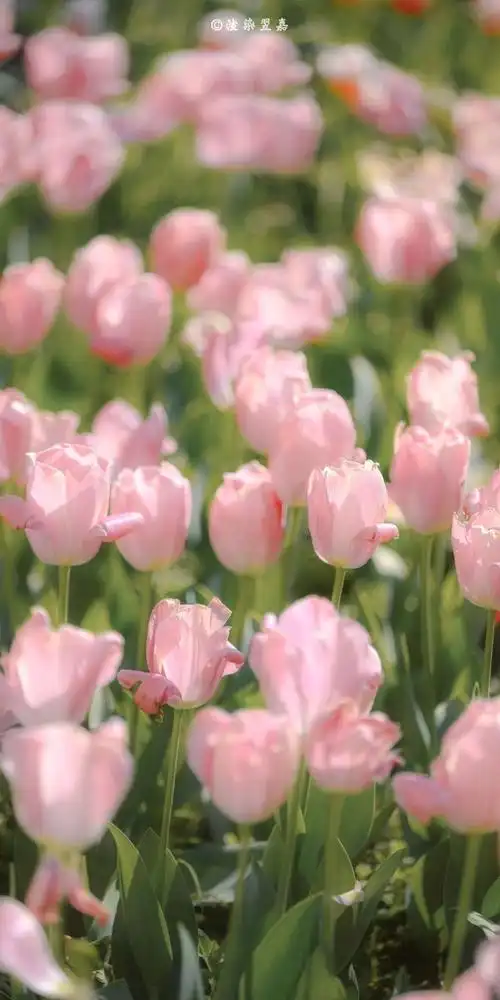 朋友圈文案##高清壁纸无水印##动漫壁纸##手机壁纸##可爱壁纸##小