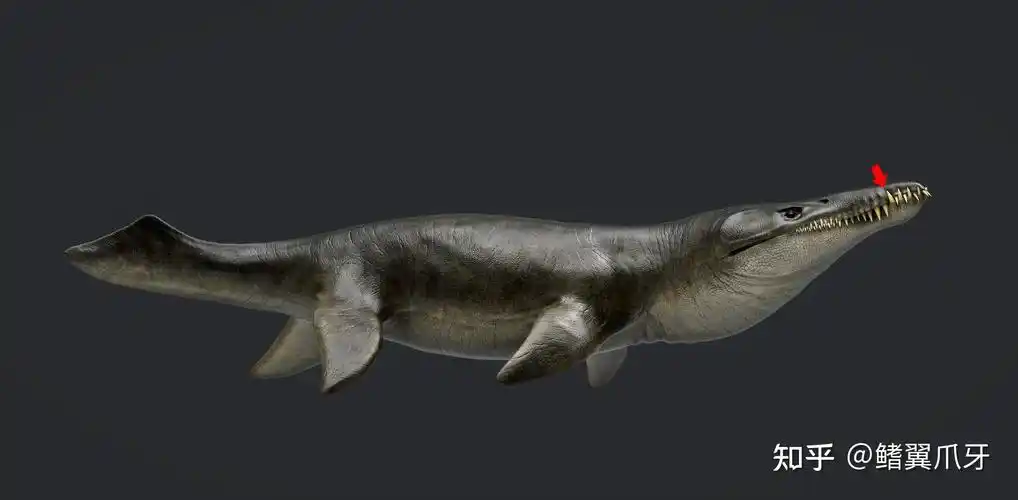 鳍翼拾遗你得带个头简析克柔龙头骨重建