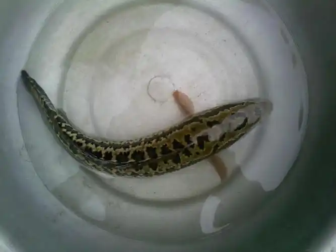 p>斑鳢(学名: i>channa maculata /i>)是鳢科,鳢属鱼类.