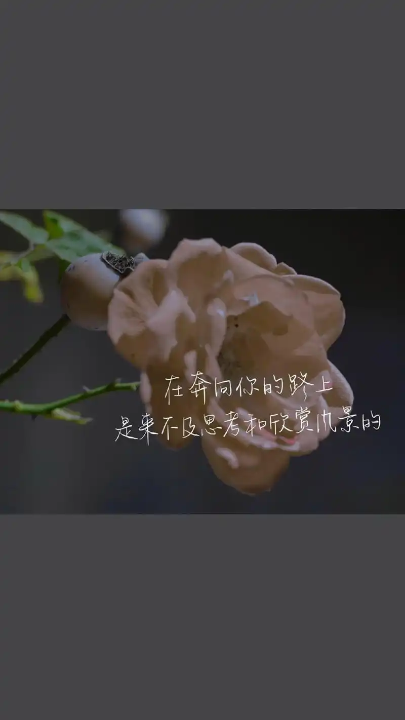 唯美意境文字语录图片手机壁纸