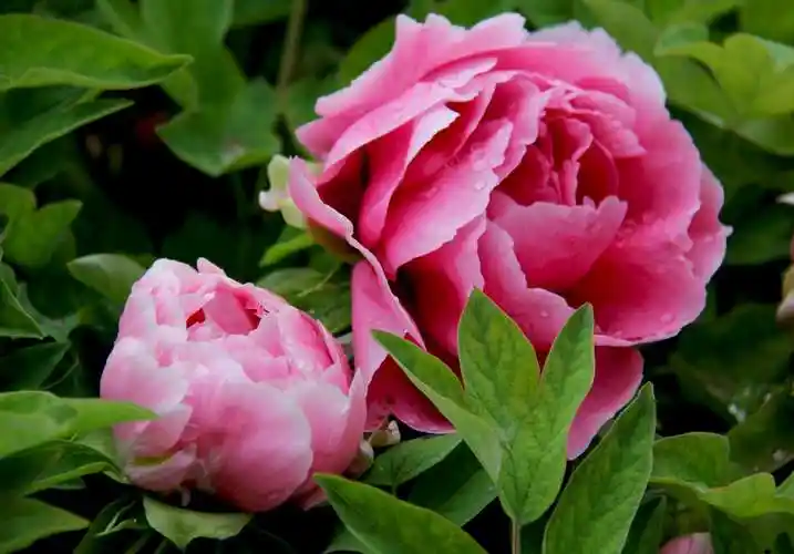 其它 唯有牡丹真国色 写美篇       "唯有牡丹真国色,花开时节动京城"