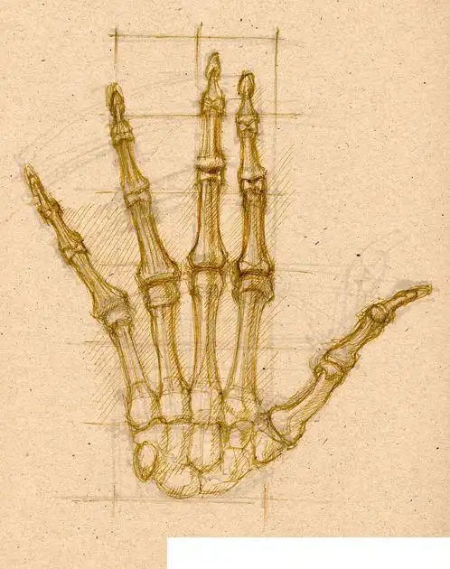 手部素描线稿43p 手掌 (8)