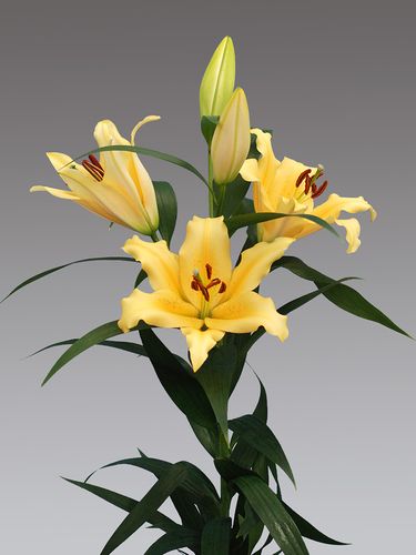 预售荷兰进口香水百合花种ot黄帝种球