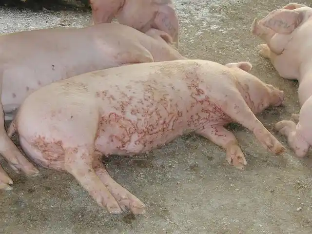 猪皮肤病图片若干 - wangquan.hao - wangquan.hao的博客