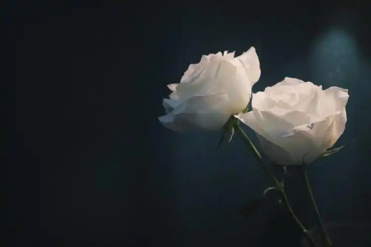 我的白玫瑰骄傲78