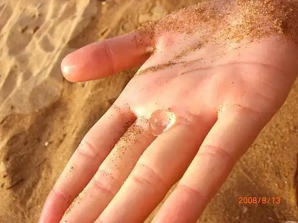 南戴河.沙滩上的小海蜇卵.