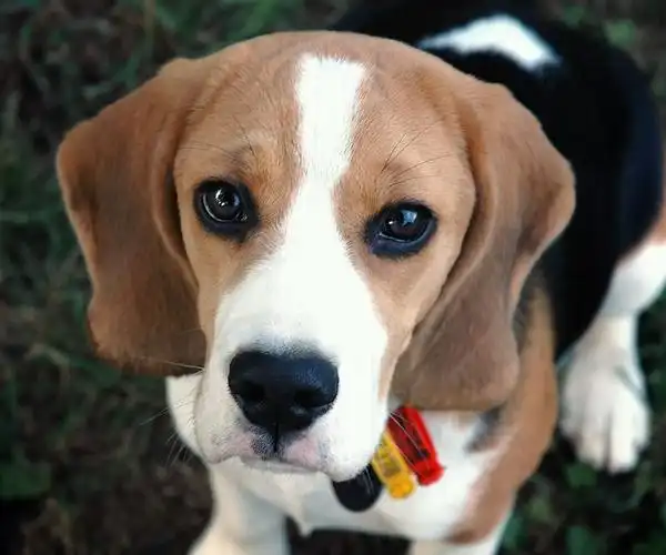 这种狗狗叫什么名字?