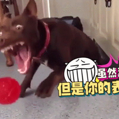 汪星人面目狰狞可爱吓人gif动图_动态图_表情包下载_soogif