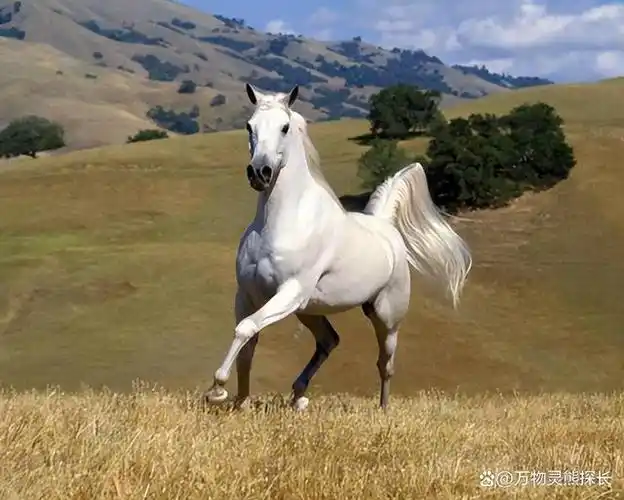 古代汗血宝马,赤兔马,现在都叫什么名字?马到底有多少种分类?