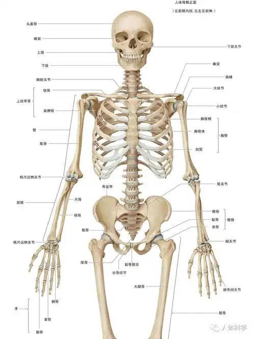 【3d人体解剖图】人体骨骼 肌肉