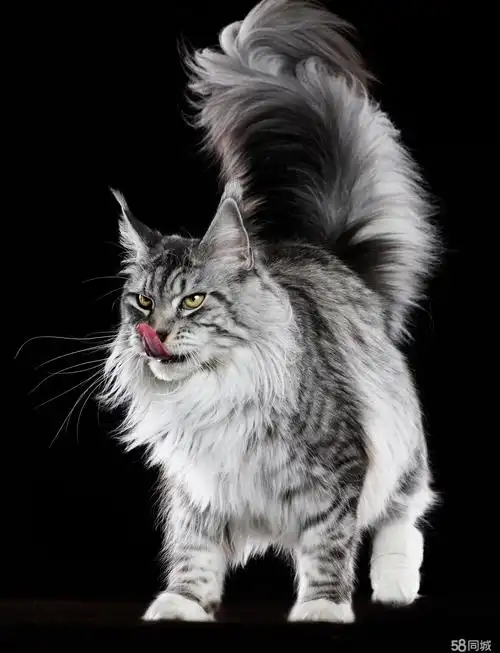 缅因猫 纯种缅因猫棕虎斑 巨型缅因猫银虎斑 宠物猫