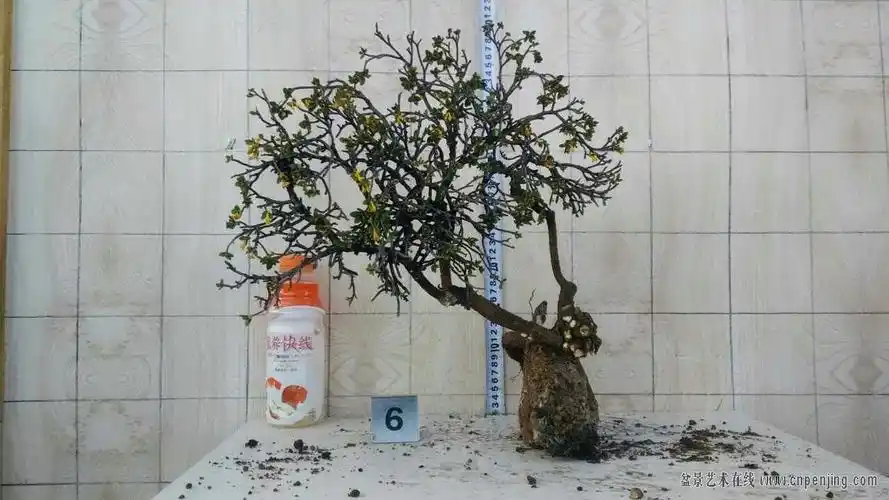 4月30日下山橙花瑞香珍珠黄杨dd