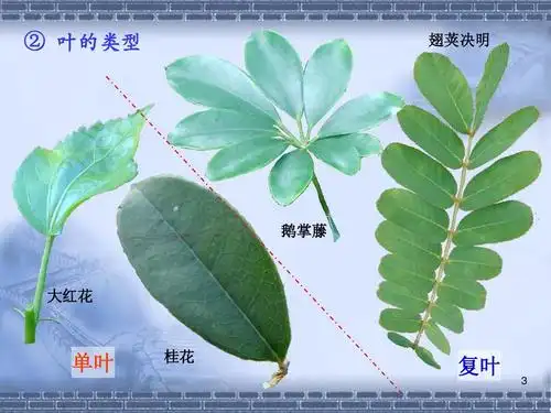 植物学实验 ② 叶的类型 翅荚决明 鹅掌藤 大红花 单叶 桂花 复叶 3