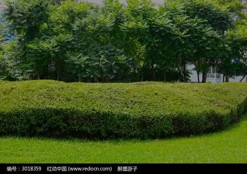 草地上的灌木丛