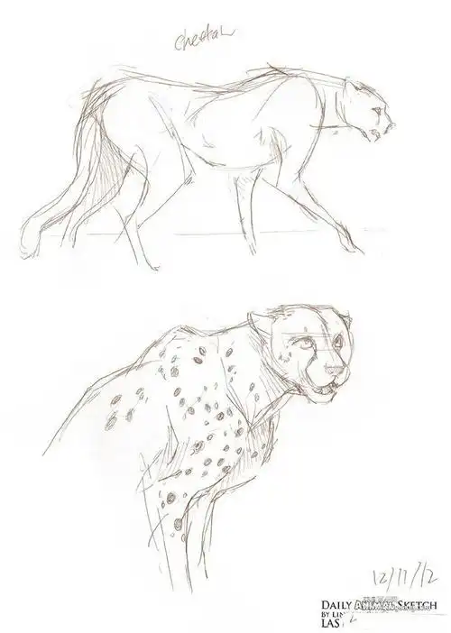 豹子的动态画法过程图,教你如何画奔跑的豹子