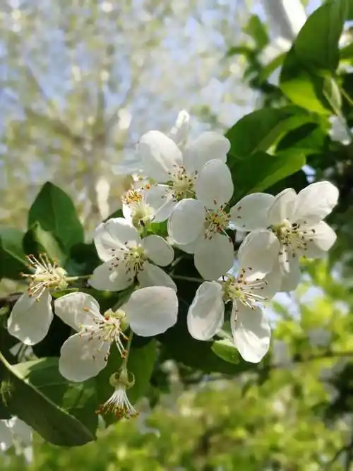 其它 春天的颜色 写美篇春天是什么颜色的呢?