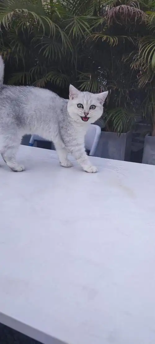 要离开深圳了,银渐层1100(3个月),可谈.纯白美短8个月,和牛奶猫(10个