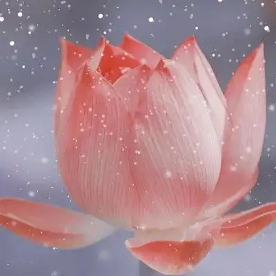 超火的荷花头像72张 中年老年人专用清心荷花精美图片头像_植物头像