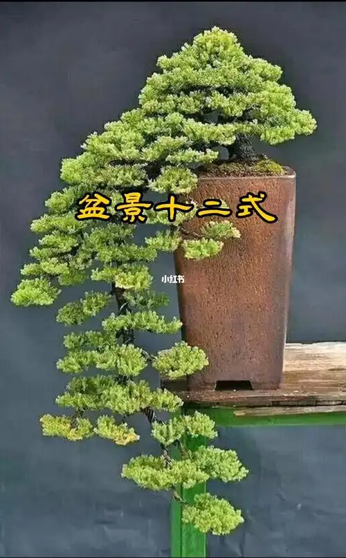 盆景十二式