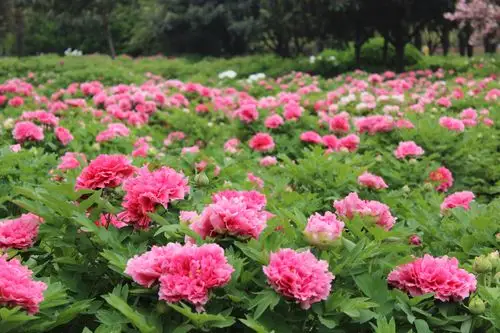 花样游记大赛#家乡美之洛阳看牡丹