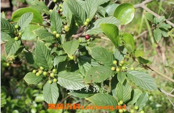 苦李根的功效与作用苦李根有毒吗