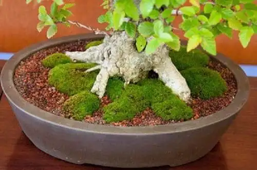 图解如何给苔藓盆景追肥的方法