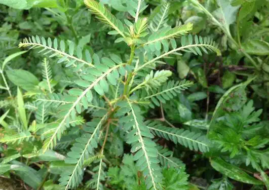 牛大力和甘草煲汤可以吗-牛大力和甘草煲汤可以吗,牛大力,和,甘草