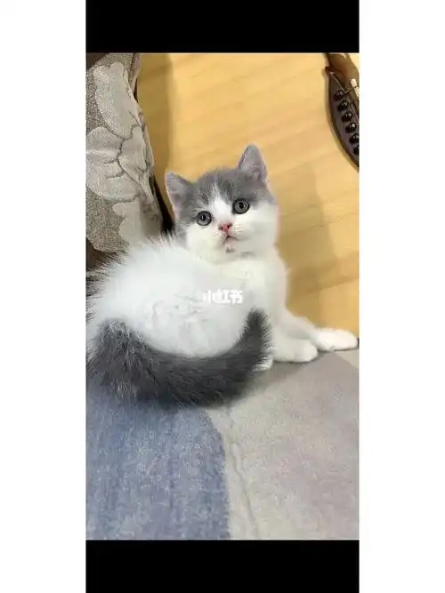 蓝白妹妹,五粉,梵花,异瞳,90999#英短蓝白