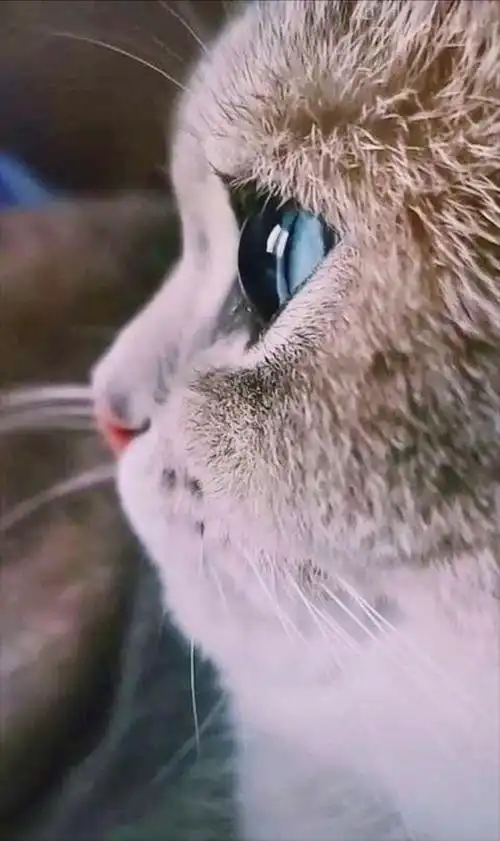 彩铅呈现的『猫咪92侧脸』