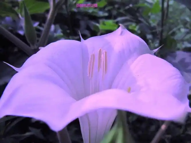 充满神秘意味的曼陀罗