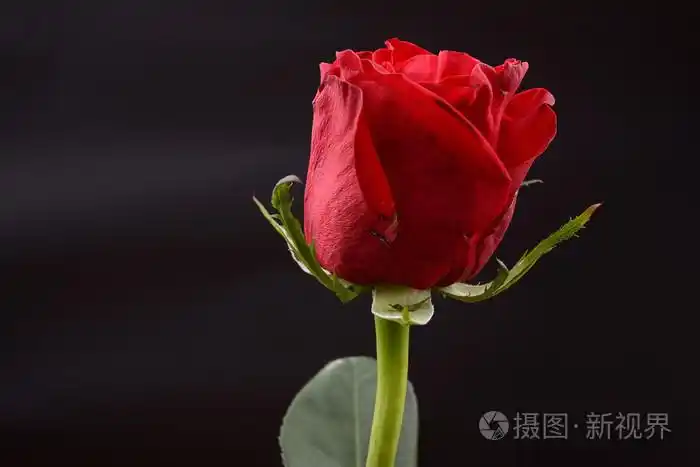 在工作室中的黑色背景上的一朵红玫瑰的照片.灯