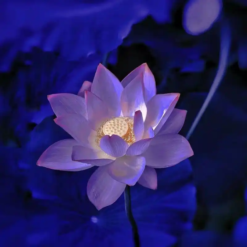 谁能拒绝这样清新脱俗的荷花头像呢 这也太太太好看了叭,瞬间拿捏七