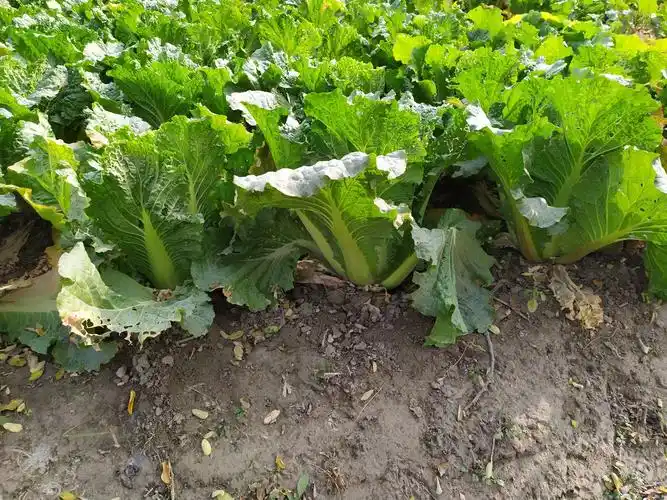 小白菜秧子可以移栽白萝卜秧子可以移栽吗