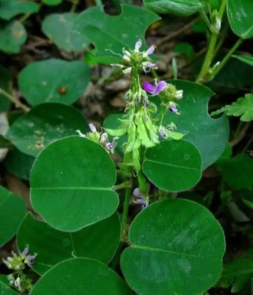 金钱草有几种图片,金钱草图片全图-图片大观-奇异网