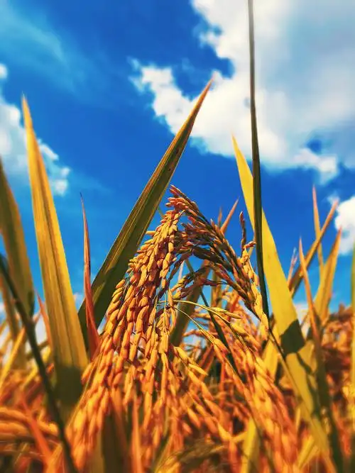 金色的秋天收获的季节