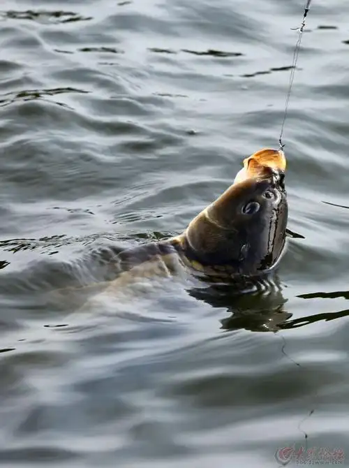 钓鱼---上钩--溜鱼--抄鱼--历经半小时----拿下 - 烟台拍客 - 大众
