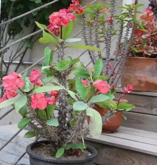 虎刺梅盆栽皮实又好养还能全年开花