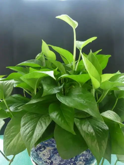 家庭花卉摄影之三——绿萝