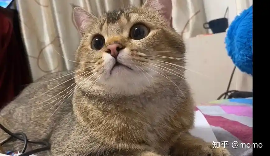 英短黑金渐层大家有了解吗