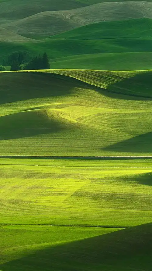 帕卢斯阳光 绿色护眼 清新 阳光 iphone壁纸 安卓原生壁纸 oppo手机