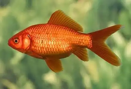 兴国红鲤鱼是国家非出口鱼种-容全堂的专栏 - 博客中国