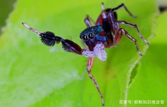 世界上可爱又漂亮的十种蜘蛛,你见过哪种