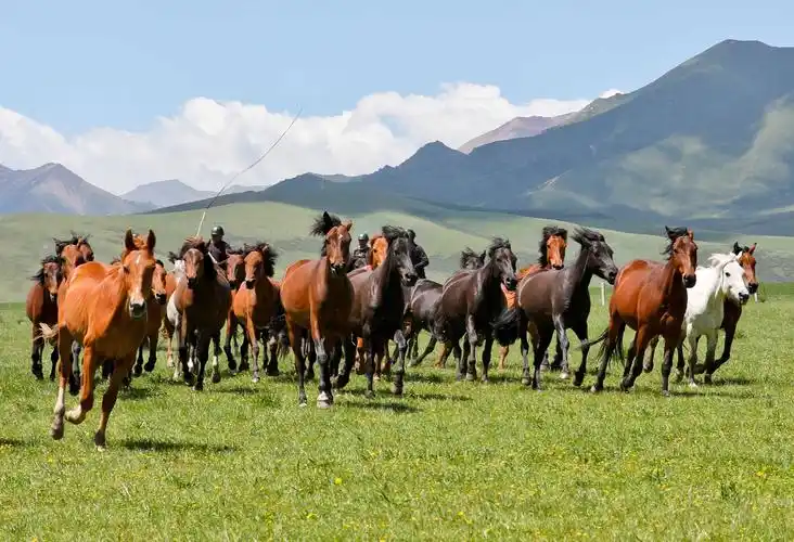 盛夏时节,山丹马场草原现"万马奔腾"美景