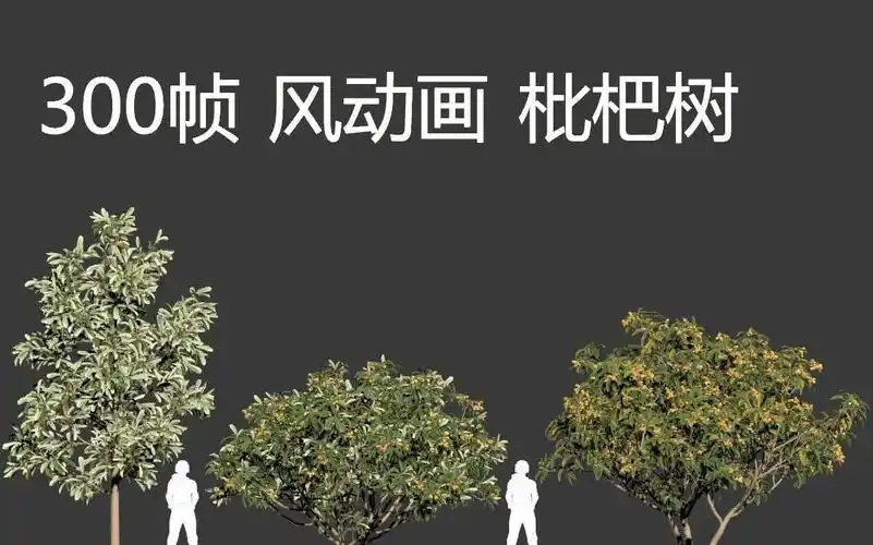 三维动态树风动画枇杷树会动的枇杷树