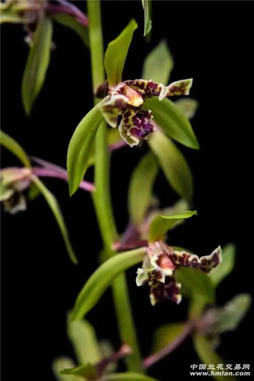 我的2020蕙兰大叠彩