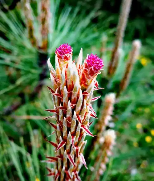 2017端午节之花~~玉龙之草甸子
