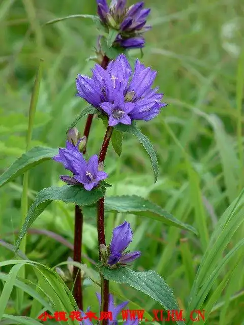 沙参|南沙参,轮叶沙参[桔梗科.沙参属]图片