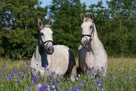 漂亮的白马图片