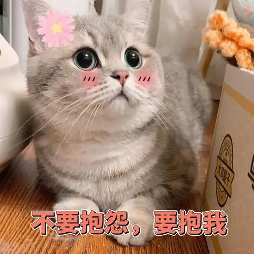 猫咪表情包 可爱
